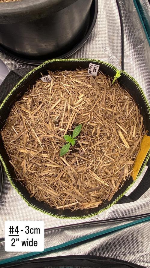 Runtz Auto. Week 3