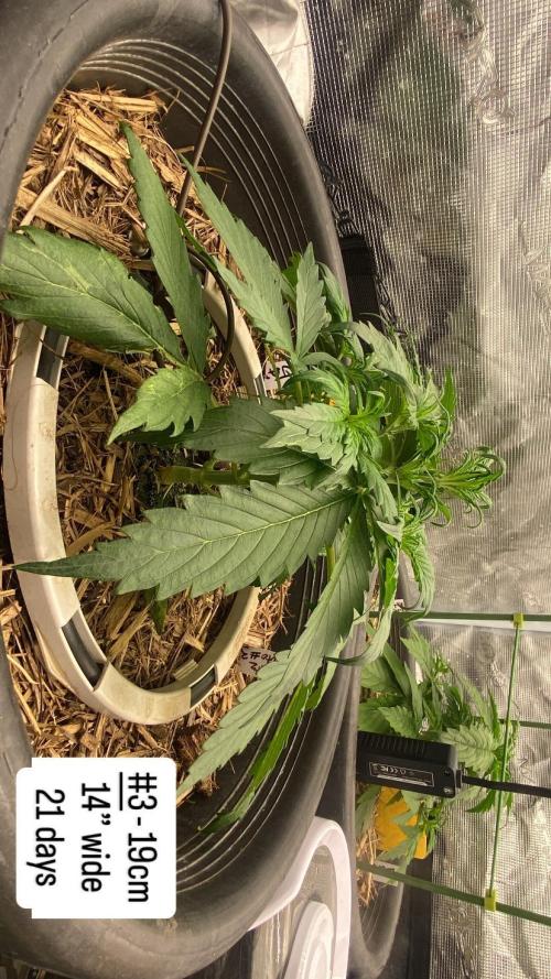 Runtz Auto. Week 3