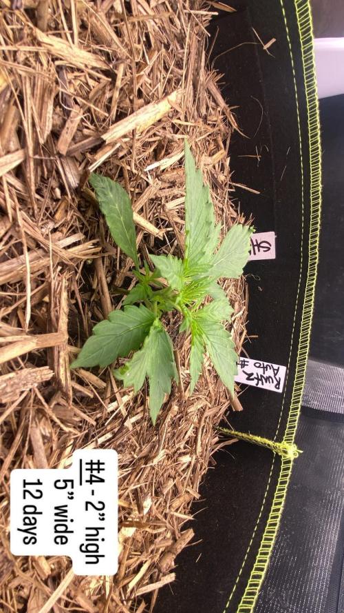 Runtz Auto. Week 3