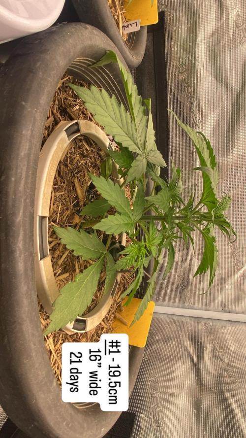 Runtz Auto. Week 4
