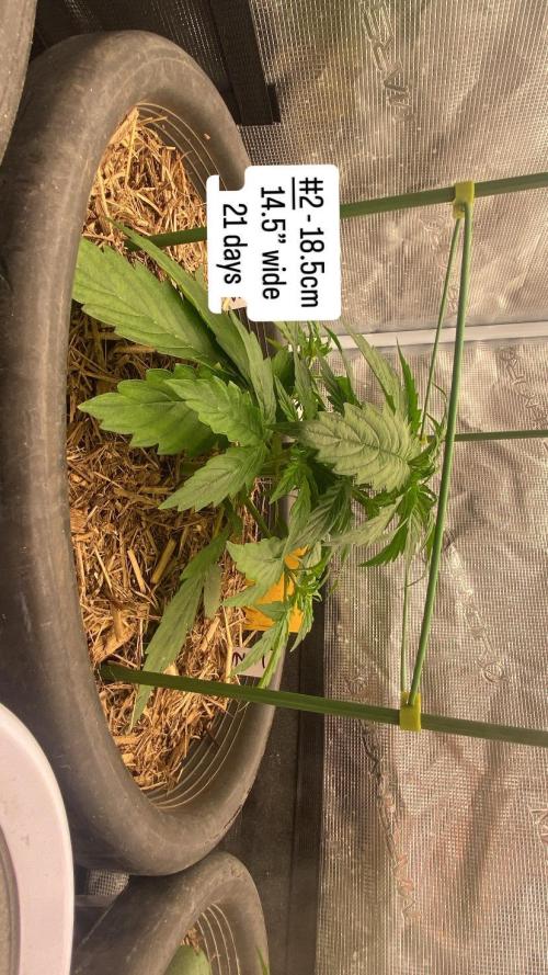Runtz Auto. Week 4
