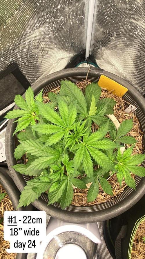 Runtz Auto. Week 4
