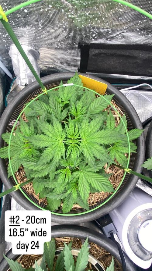 Runtz Auto. Week 4