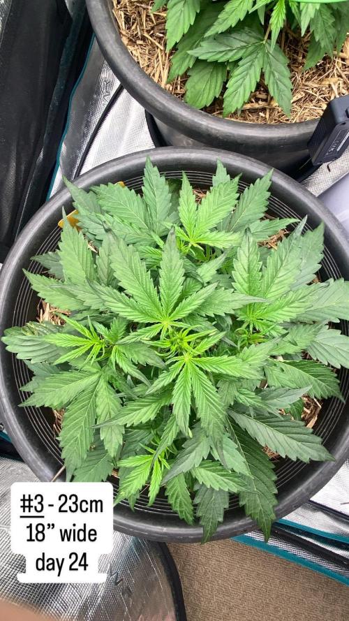 Runtz Auto. Week 4