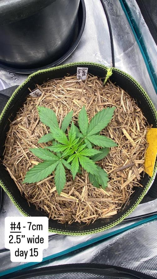 Runtz Auto. Week 4