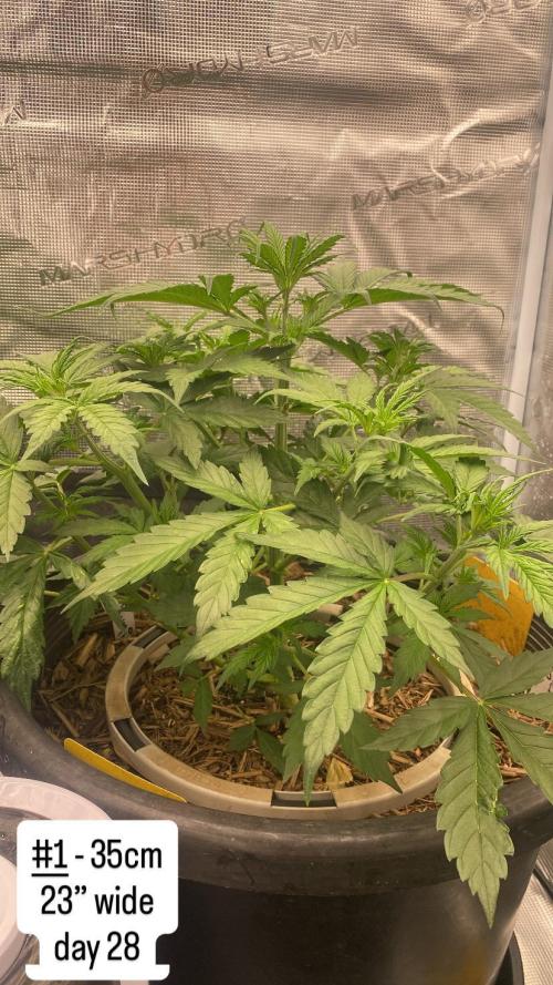 Runtz Auto. Week 4
