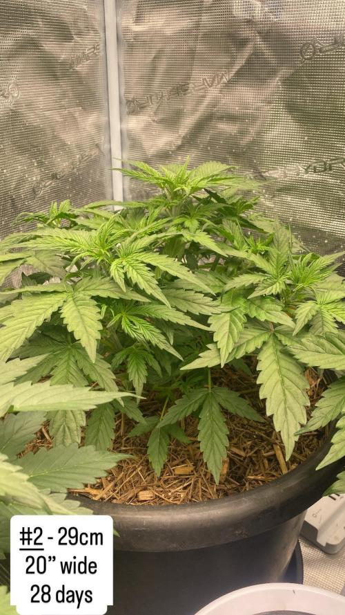 Runtz Auto. Week 4