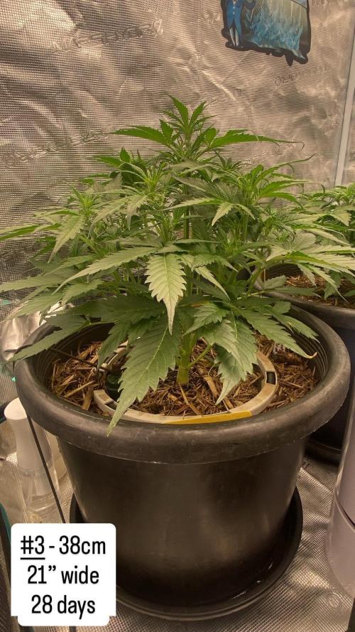 Runtz Auto. Week 4