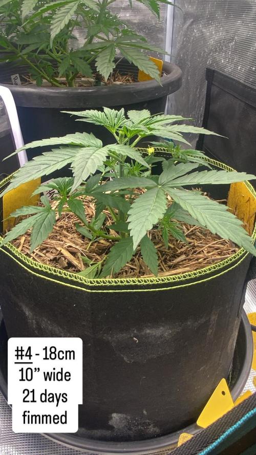 Runtz Auto. Week 4