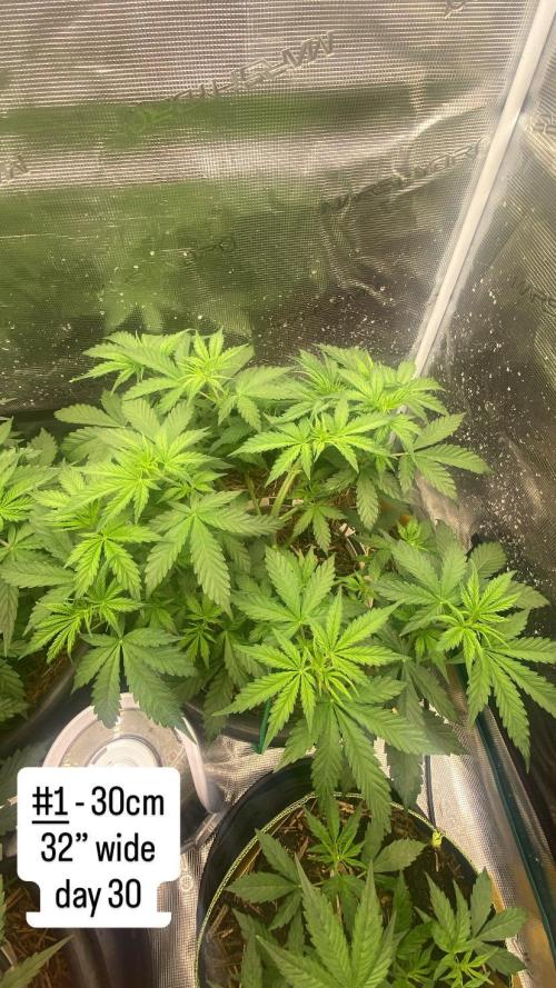 Runtz Auto. Week 5