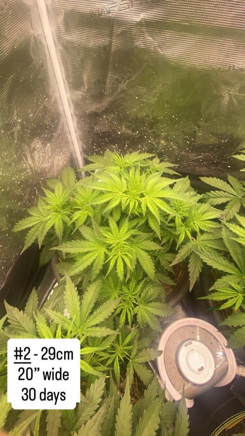 Runtz Auto. Week 5