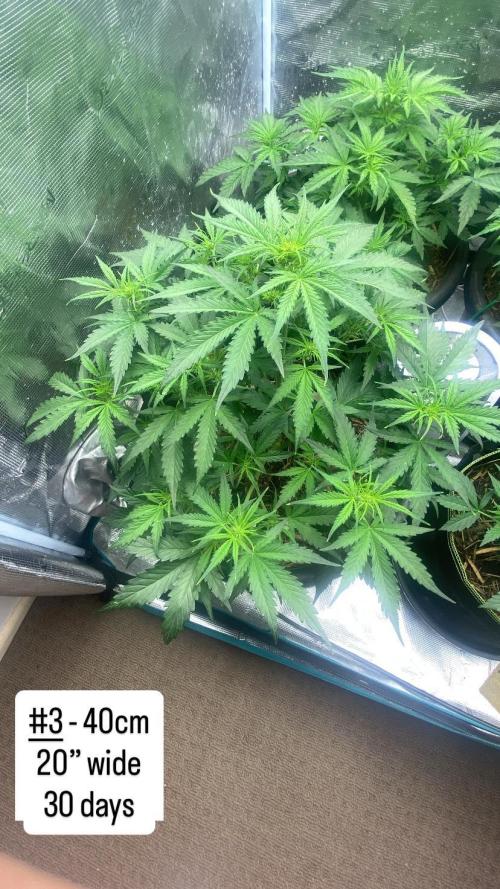 Runtz Auto. Week 5