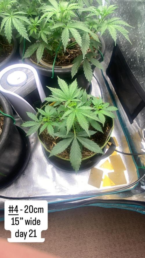 Runtz Auto. Week 5