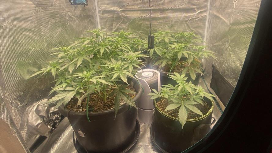 Runtz Auto. Week 5