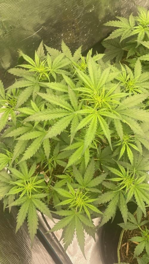 Runtz Auto. Week 5