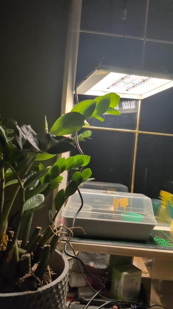 First grow af. Week 0 - Yes start but no tent or humidifier etc 