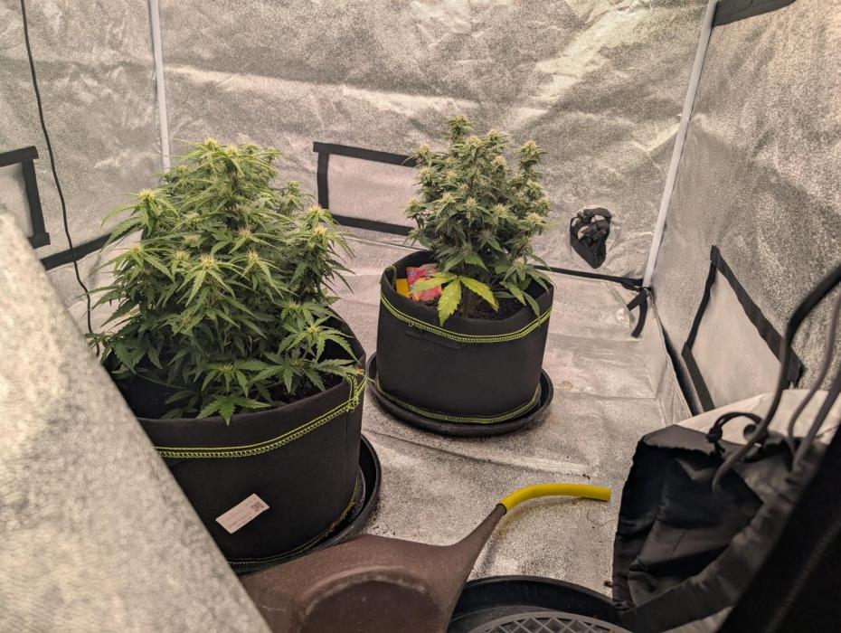 First grow af. Week 1