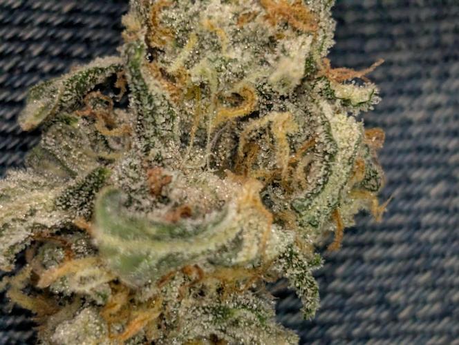 First grow af. Week 9