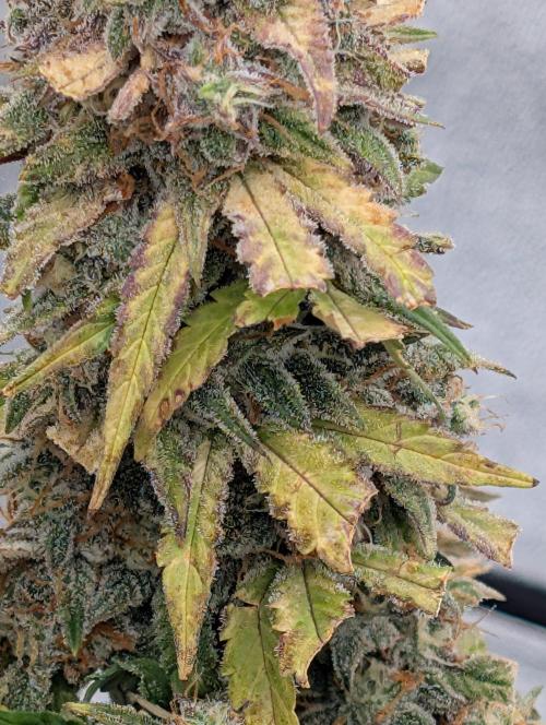 First grow af. Week 9