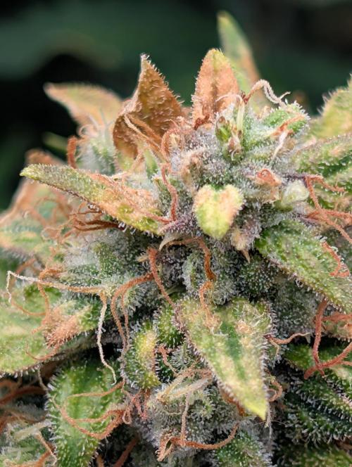 First grow af. Week 9