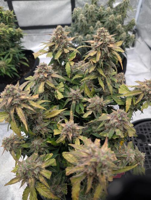 First grow af. Week 9