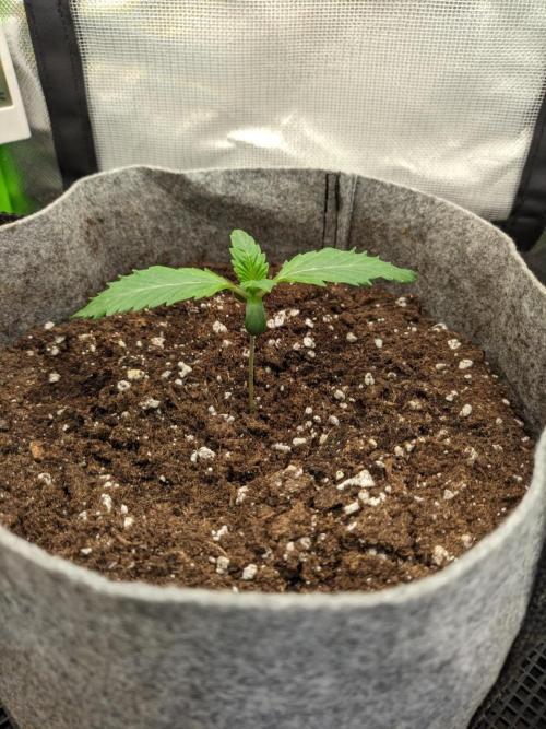 Radical Juice by Ripper Seeds. Week 1