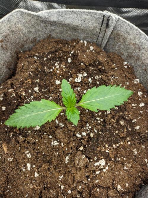 Radical Juice by Ripper Seeds. Week 1
