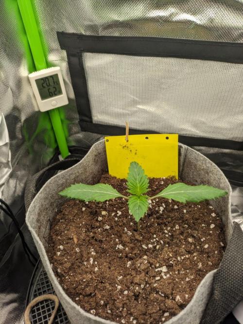 Radical Juice by Ripper Seeds. Week 2 - The light intensity here was at 200 µmol/m²/s.