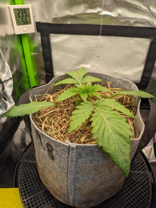 Radical Juice by Ripper Seeds. Week 3