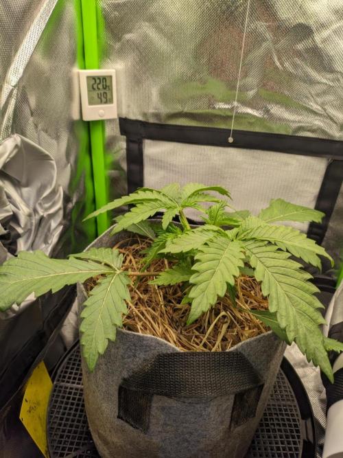Radical Juice by Ripper Seeds. Week 3