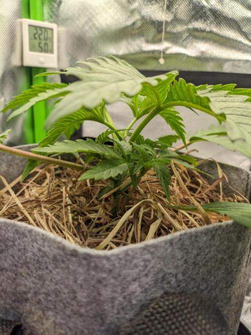 Radical Juice by Ripper Seeds. Week 3