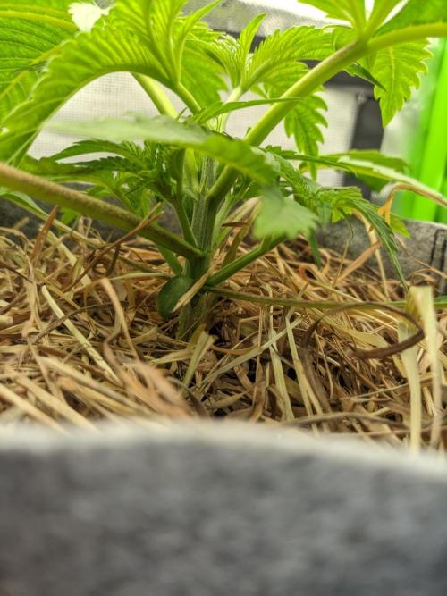 Radical Juice by Ripper Seeds. Week 3