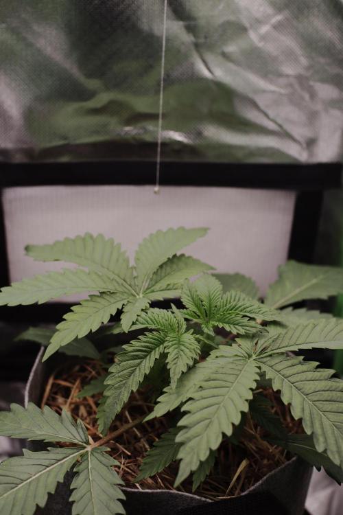 Radical Juice by Ripper Seeds. Week 3