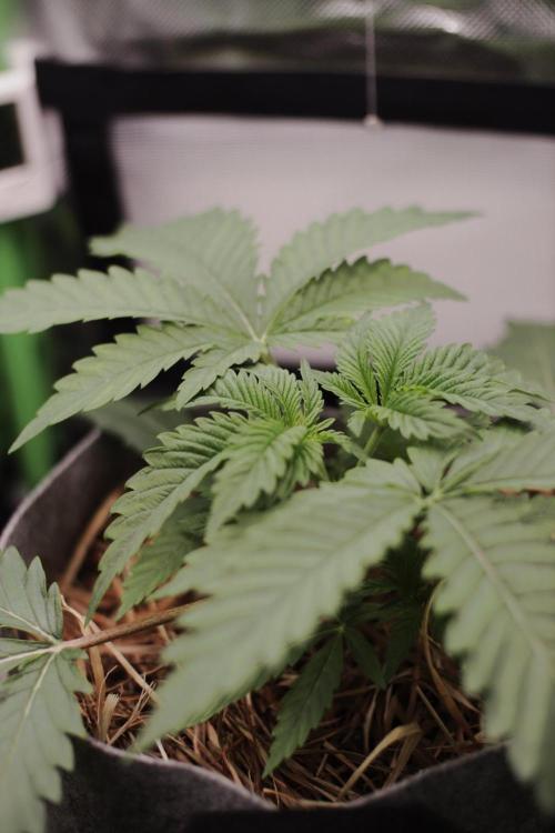 Radical Juice by Ripper Seeds. Week 3
