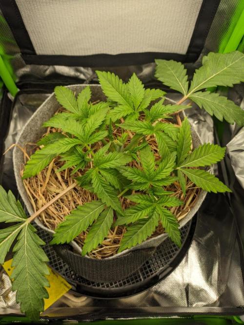 Radical Juice by Ripper Seeds. Week 4