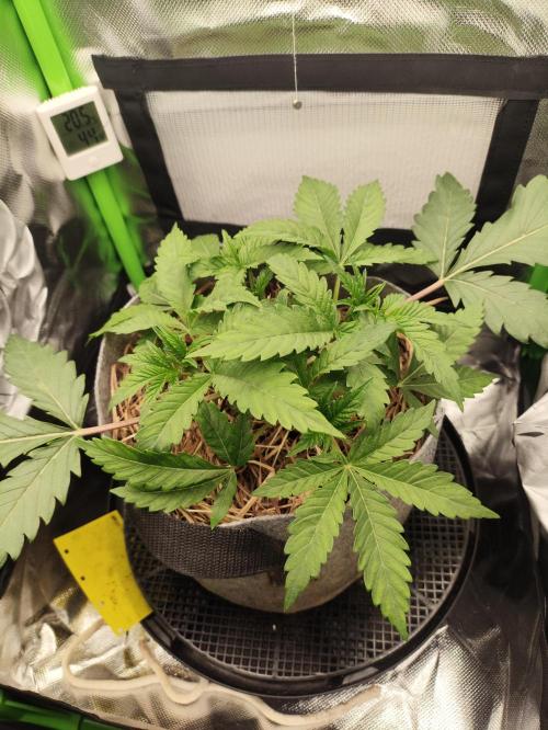 Radical Juice by Ripper Seeds. Week 4