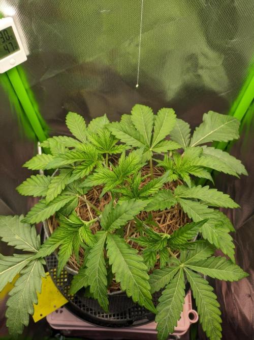 Radical Juice by Ripper Seeds. Week 4