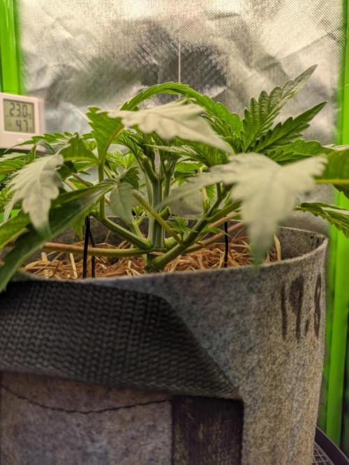 Radical Juice by Ripper Seeds. Week 4