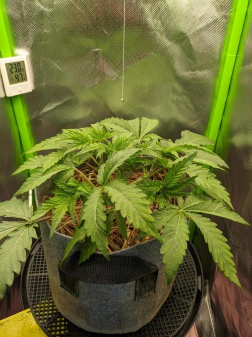 Radical Juice by Ripper Seeds. Week 4