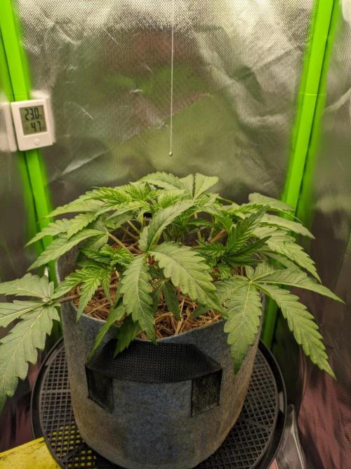 Radical Juice by Ripper Seeds. Week 4
