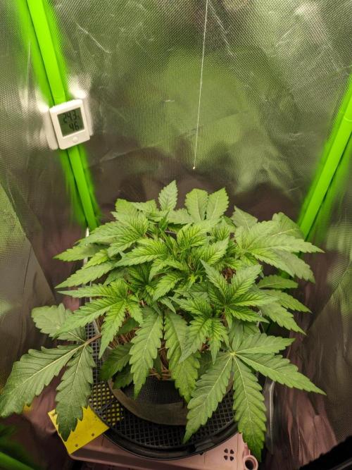 Radical Juice by Ripper Seeds. Week 4