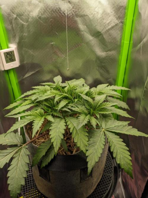 Radical Juice by Ripper Seeds. Week 4