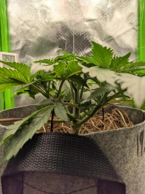 Radical Juice by Ripper Seeds. Week 4