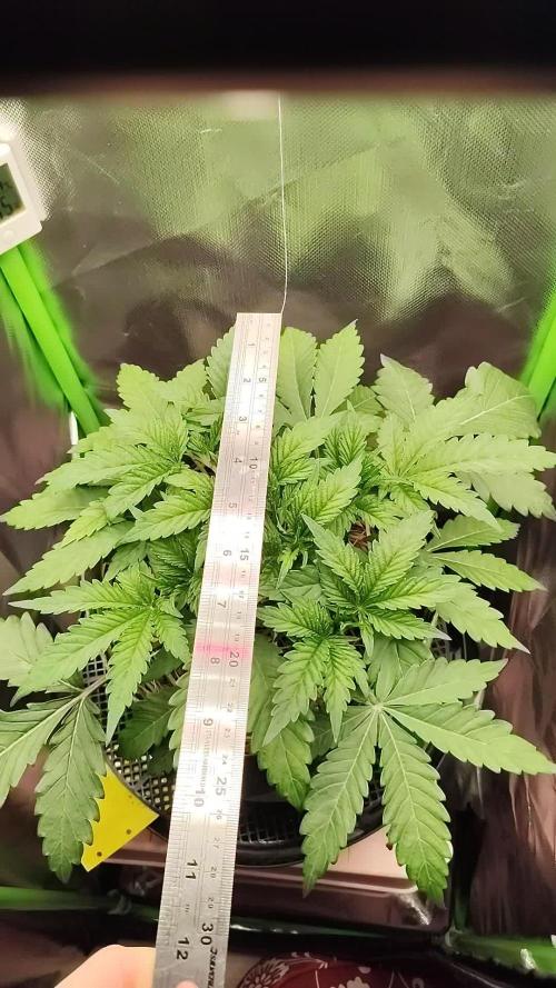 Radical Juice by Ripper Seeds