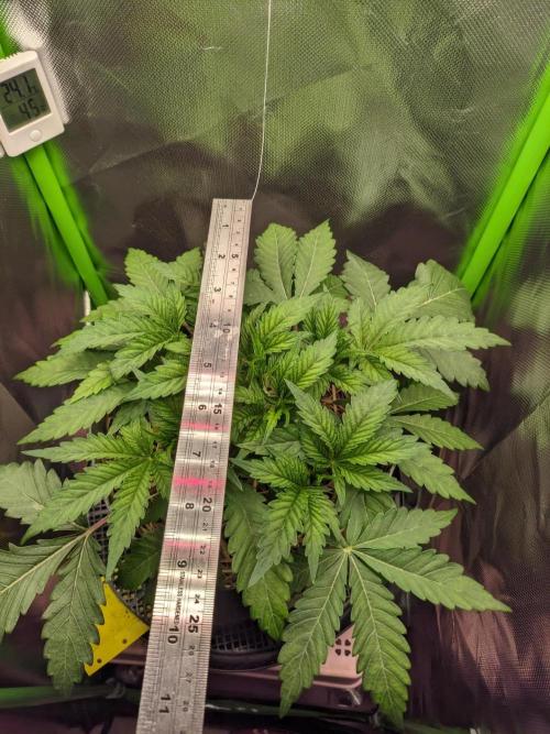 Radical Juice by Ripper Seeds. Week 4
