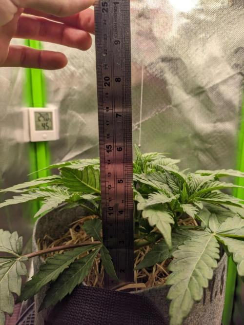 Radical Juice by Ripper Seeds. Week 4
