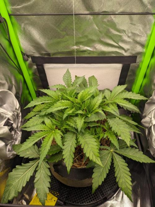 Radical Juice by Ripper Seeds. Week 5