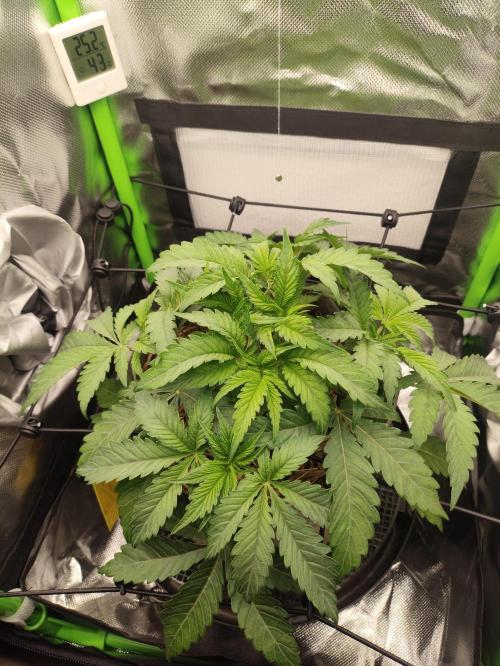 Radical Juice by Ripper Seeds. Week 5