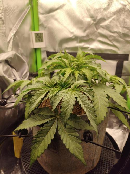 Radical Juice by Ripper Seeds. Week 5