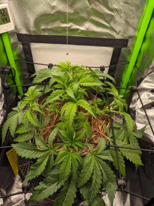 Radical Juice by Ripper Seeds. Week 5